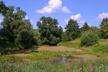 Заросший пруд летним днём © fengmolong