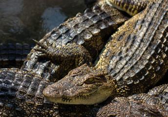 Crocodile Saltwater young