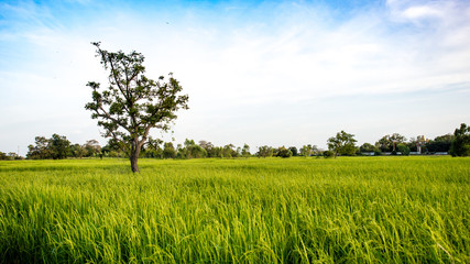 Fototapeta na wymiar Green rice field landscape