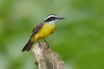 Lesser Kiskadee perched on a stump - Gamboa, Panama