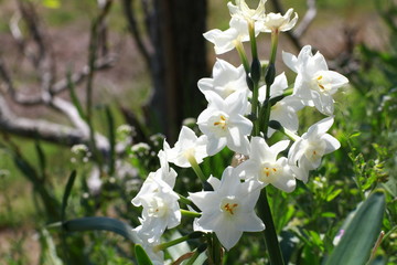 flower