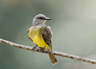 Obraz premium Tropical Kingbird perched on a branch - Gamboa, Panama