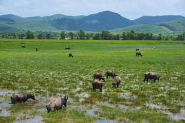 The buffalo herds are grass shear in grasslands that juicy and have a mountain backdrop.