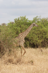 Naklejka na ściany i meble A Lone Giraffe in Tanzania