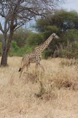 A Single Giraffe Walking in Tanzania