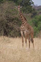 Naklejka na ściany i meble A Curious Giraffe in Tarangire National Park