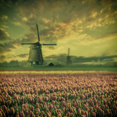 Vintage Landscape with Fields of Tulip