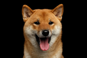 Close-up Portrait of head Shiba inu Dog, Looks Happy, Isolated Black Background, Front view