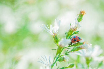 Obraz premium Ladybird on the White Flower