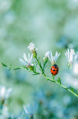 Ladybird on the White Flower