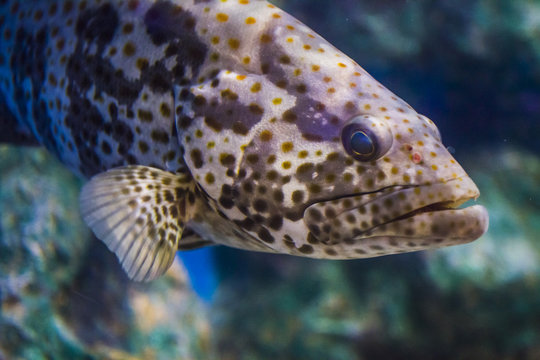 Ugly fish
