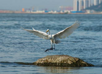 White Egret on a lagoon
