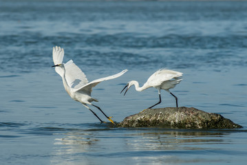 White Egret on a lagoon