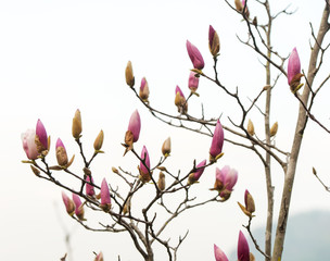 pink magnolia flowers