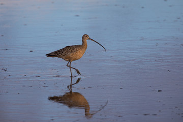 Long-billed curlew walking in North California marsh, with its reflection  -and the sky one- in the water