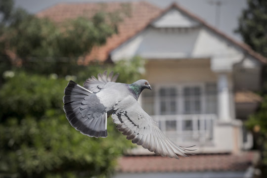 pigeon bird flying mid air ,for freedom , media and press symbol