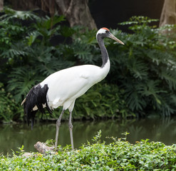 Red-Crowned crane flying in zoo © xiaoliangge