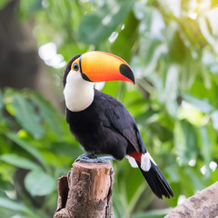 Great hornbill in rainforest