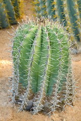 green cactus tree on sand floor