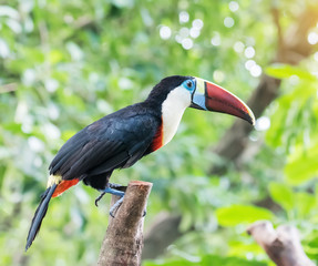 Great hornbill in rainforest