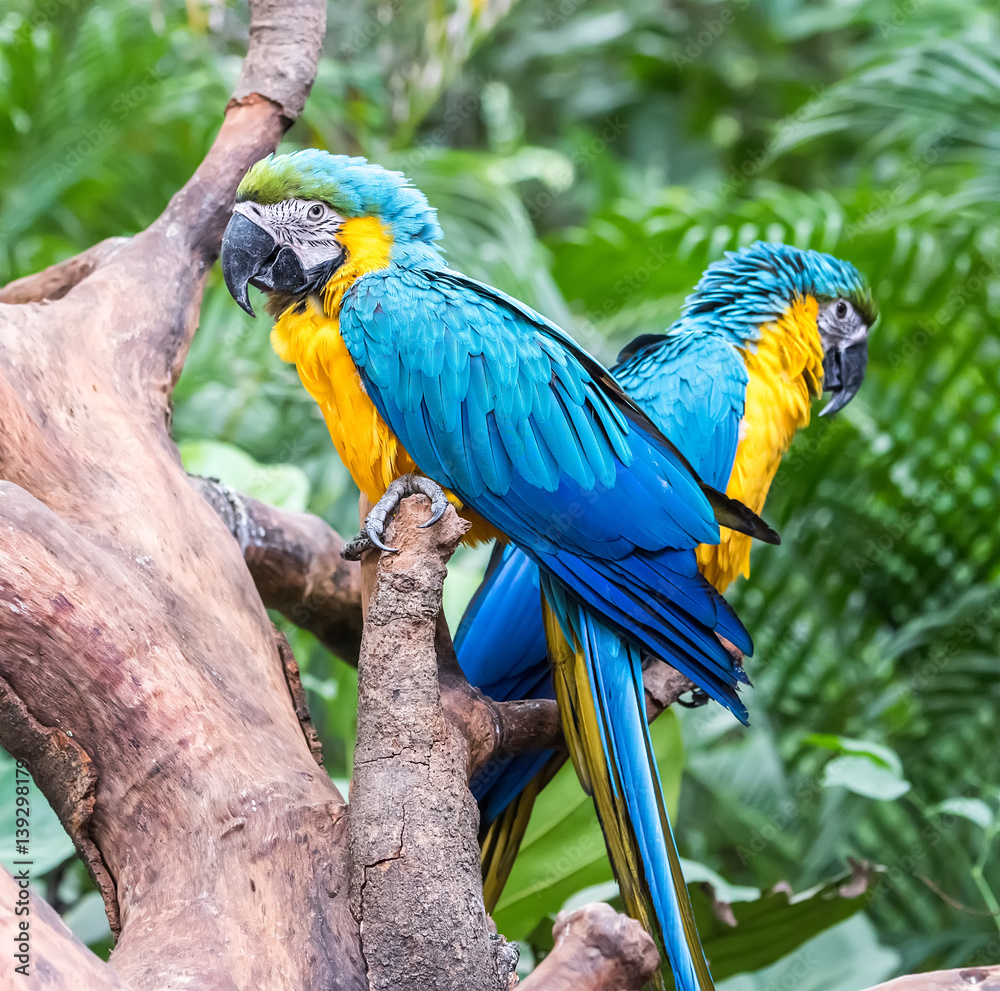 Wall mural colourful parrots bird sitting on the perch.