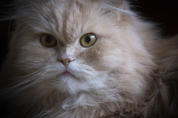 Persian Cat Glance