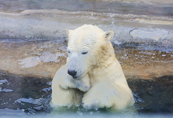 Полярный медведь задумчиво сидит в воде
