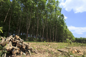 Deforestation environmental problem, rain forest destroyed for oil palm plantations
