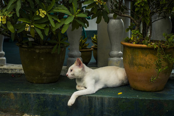 White cat relaxing