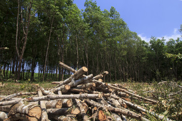 Deforestation environmental problem, rain forest destroyed for oil palm plantations