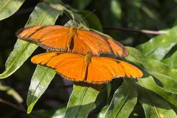 Dryas julia duo