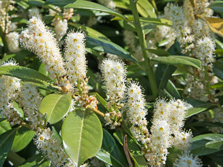 Naklejka premium Blühender Kirschlorbeer, Prunus laurocerasus