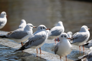 ユリカモメ