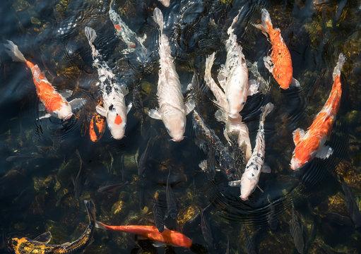 koi fishes in the pond