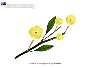Golden Wattle, The National Flower of Australia