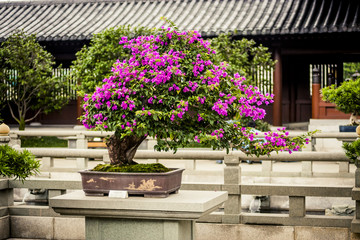 Obraz premium Bonsai tree at a temple in Hong Kong