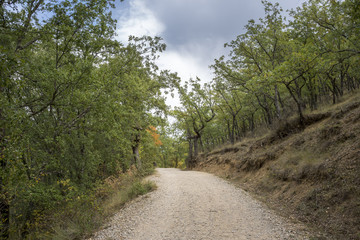 Fototapeta na wymiar Gall Oak forest, Quercus faginea, in Tamajon Mountains, Guadalajara Province, Spain