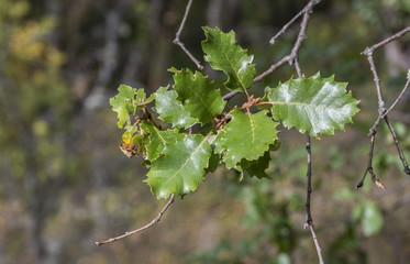 Foliage of Gall Oak, Quercus faginea. Photo taken in Guadalajara Province, Spain.