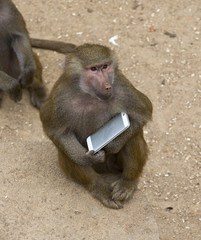 Yellow baboon playing with a smartphone in a zoo