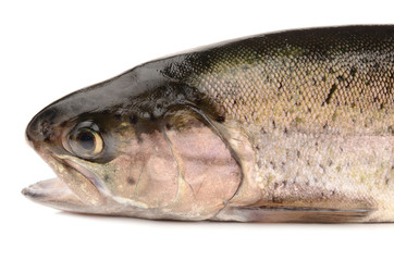 trout closeup