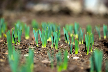 Sprouted spring flowers daffodils in early spring garden