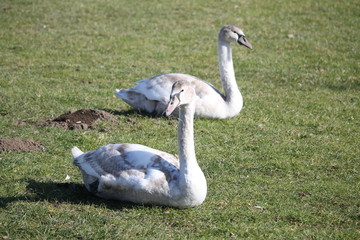 Deux jeunes cygnes tuberculés ou cygnes muets