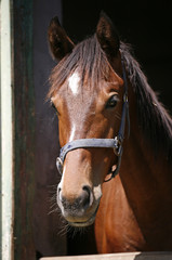 Fototapeta premium Horse looking over the stable fence summertime