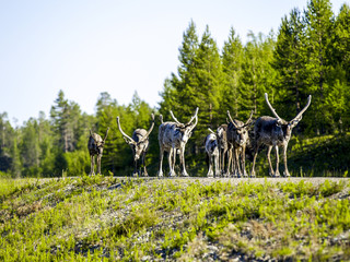 Fototapete bei efototapeten.de bestellen   