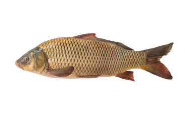 Big carp isolated, white background