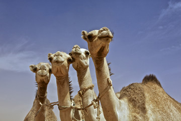 Camel market, 