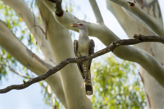 Channel Bill Cuckoo