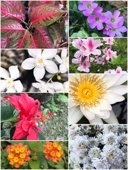 Collage of Beautiful variety of colorful flowers and plants