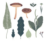 Natural decorative elements. Botanical illustrations. Vector clip art.