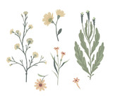 Floral decorative elements. Botanical illustrations. Vector clip art.